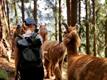 Foto für Mein Kraftplatz - geführte Lama Wanderung