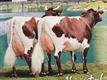 Foto per Mostra regionale delle vacche "Pinzgauer"